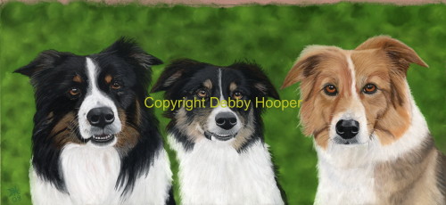 3collies