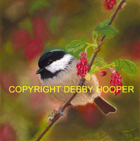 coal tit col