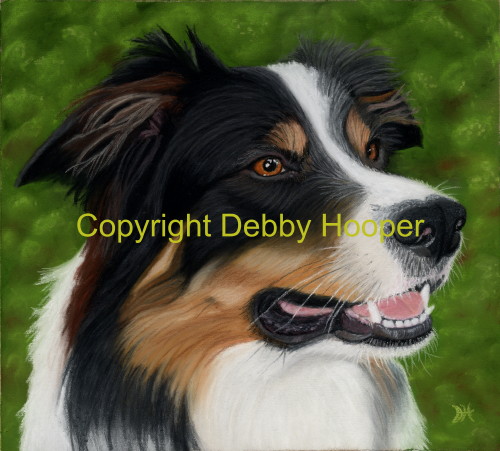 collie
