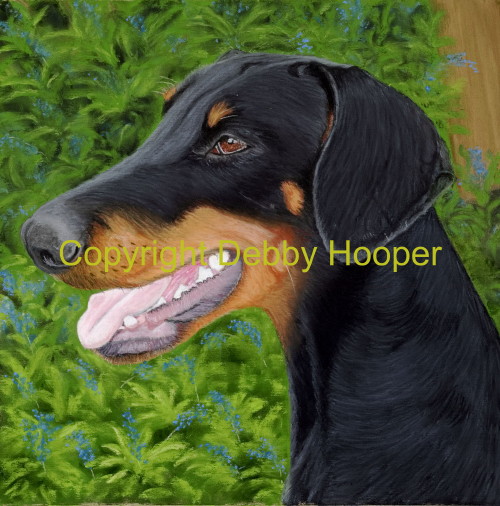 doberman 5x5b