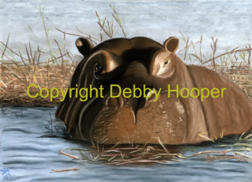happy hippo