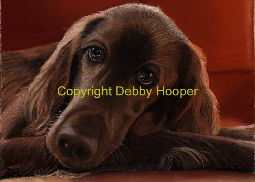red setter col